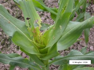 /ARSUserFiles/11809/pics/fall army worm corn damage resized.jpg